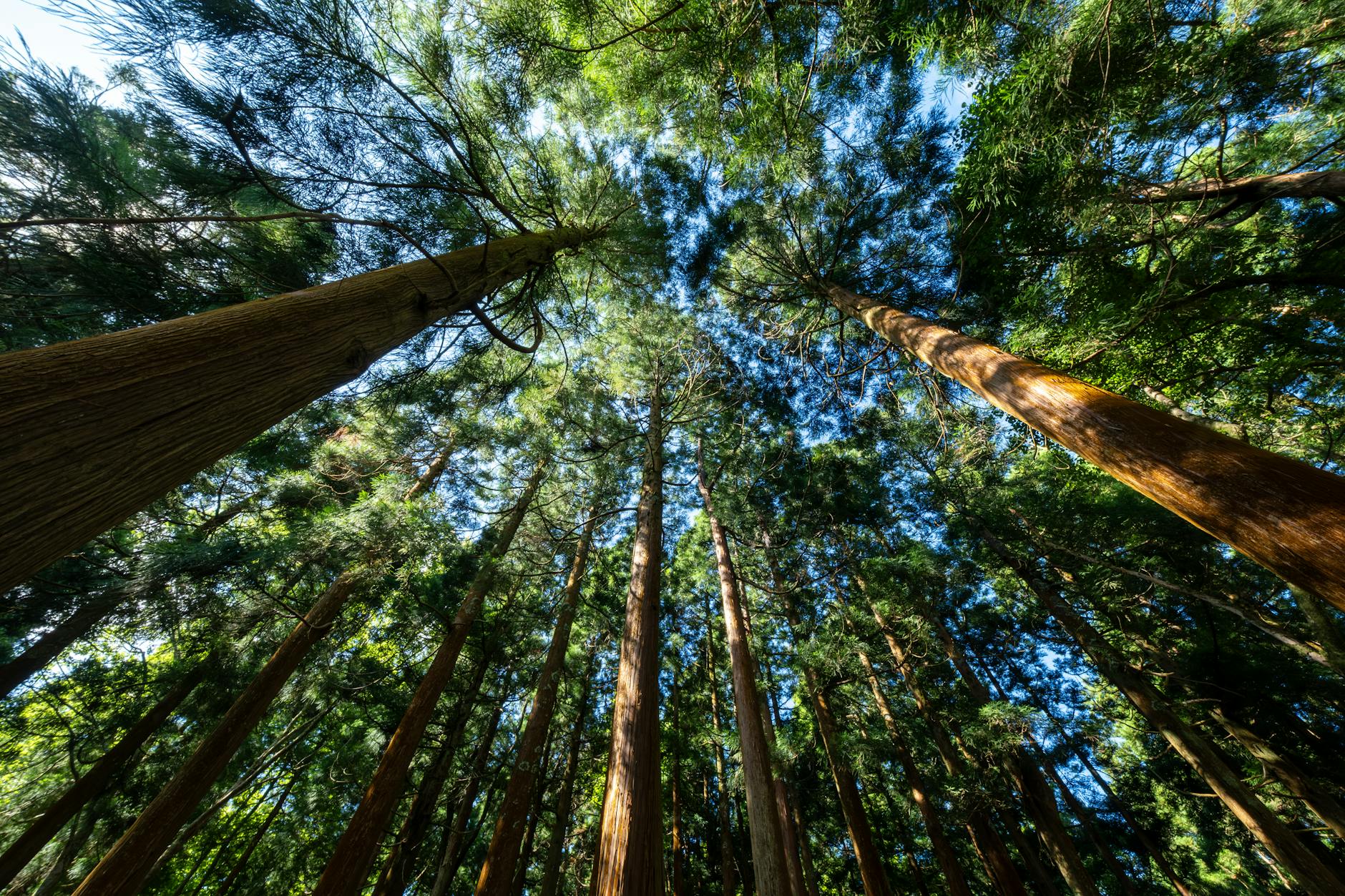 Home Look up into the towering trees of a dense forest, captured in vivid daylight.